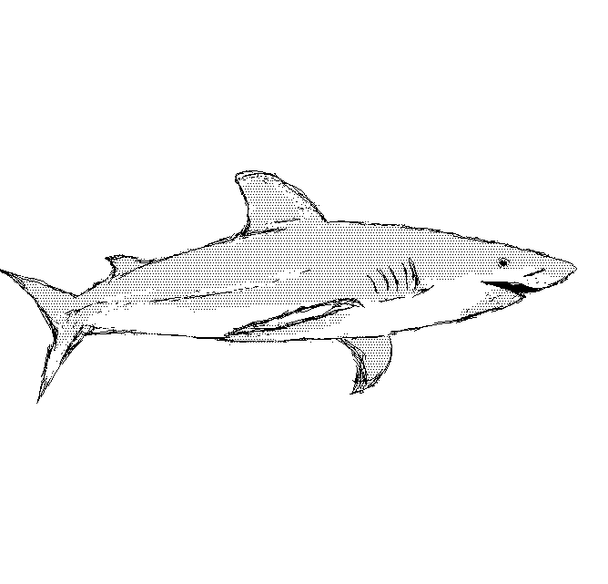 A black and white sketch of a shark