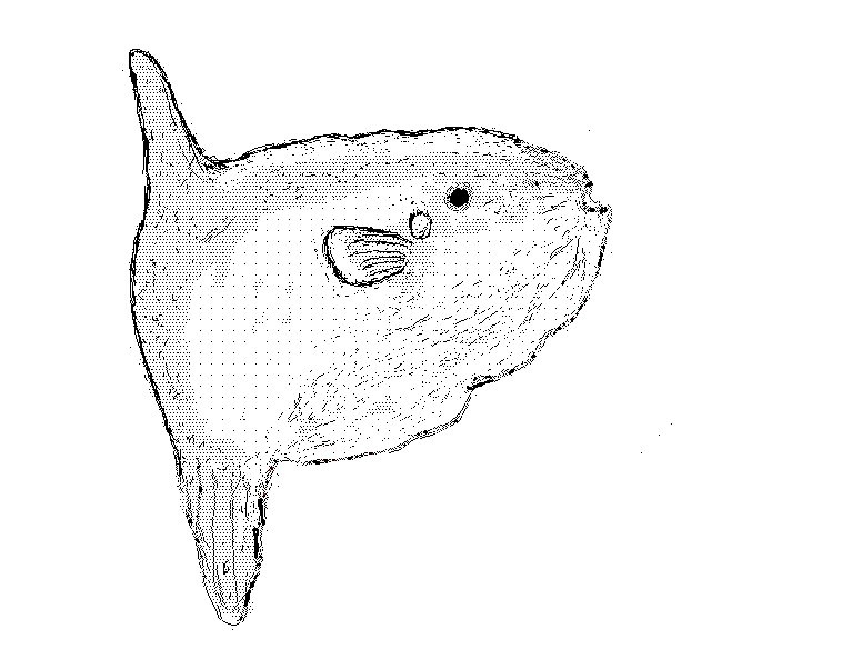 A black and white sketch of an ocean sunfish